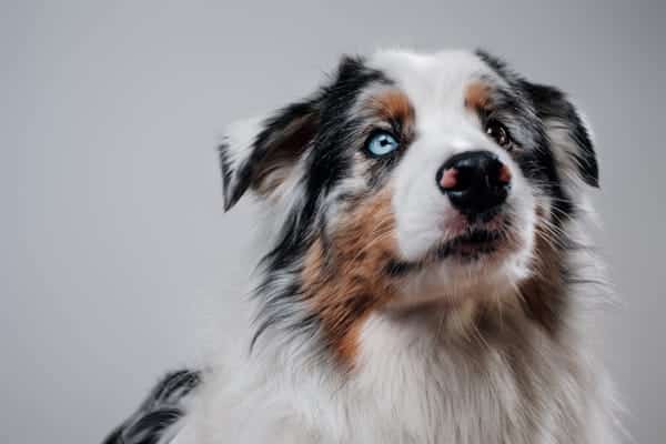 rare australian shepherd with multicolored eyes po 8a679el (2)