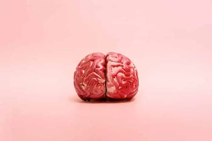 a model of the human brain on a pink background with copy space.